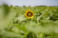 V-DSLR 50mm T1.5 AS UMCƷͼ