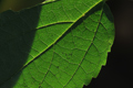 ῵ AF 70-180/4.5-5.6 D ED Micro Ƭ