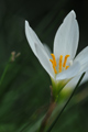 ῵ AF 70-180/4.5-5.6 D ED Micro Ƭ