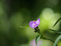 ְ˹ M.ZD 75/1.8 ED Ƭ
