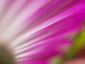 ְ˹ ZD 35/3.5 Macro Ƭ
