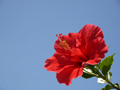  Lumix G Vario HD 14-140/4.0-5.8 ASPH MEGA O.I.S. Ƭ