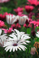  DG 50-500/4.5-6.3 APO OS HSM Ƭ