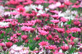  DG 50-500/4.5-6.3 APO OS HSM Ƭ