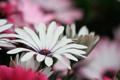  DG 50-500/4.5-6.3 APO OS HSM Ƭ