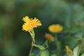  EX DG 180/2.8 APO MACRO OS HSM Ƭ