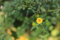  EX DG 180/2.8 APO MACRO OS HSM Ƭ