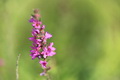  EX DG 180/2.8 APO MACRO OS HSM Ƭ