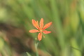  EX DG 180/2.8 APO MACRO OS HSM Ƭ