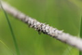  EX DG 180/2.8 APO MACRO OS HSM Ƭ