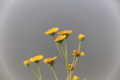  EX DG 180/2.8 APO MACRO OS HSM Ƭ
