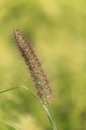  EX DG 180/2.8 APO MACRO OS HSM Ƭ