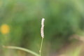  EX DG 180/2.8 APO MACRO OS HSM Ƭ