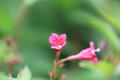  EX DG 180/2.8 APO MACRO OS HSM Ƭ