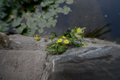 ˾ Distagon T* 15/2.8 Ƭ