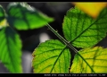 ῵ D700 ĵ