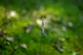  SMC-M 35/2 ĵ