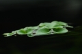 ˾ Makro-Planar T* 100/2 ZK ĵ