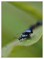  EX DG 150/2.8 Macro OS APO HSM ĵ