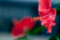ܴ AF 200/2.8 APO ĵ