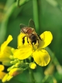  EX DG 105/2.8 Macro OS HSM ĵ