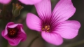 EX DG 105/2.8 Macro OS HSM ĵ