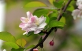 ̩ʱ N T* 100/2.8 Makro-Sonnar ĵ