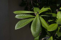 ῵ AI-S 28-50/3.5 ĵ
