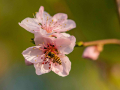 ְ˹ M.ZD 45/1.2 ED PRO ĵ