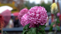 ��ʿ X-T2 ���ĵ���